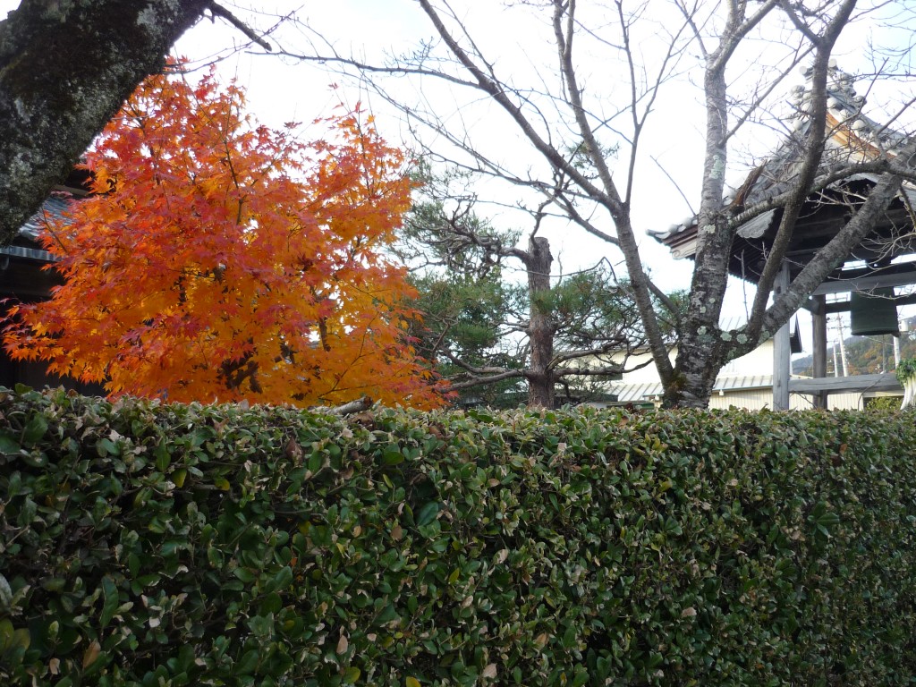 長浜・紅葉