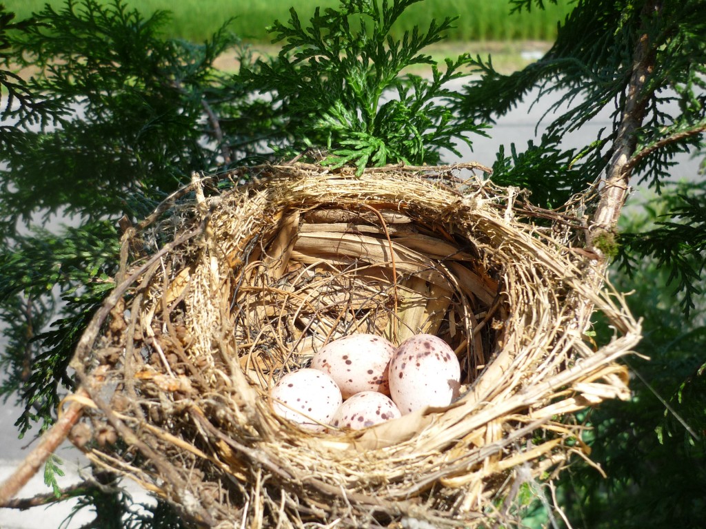 鳥の巣